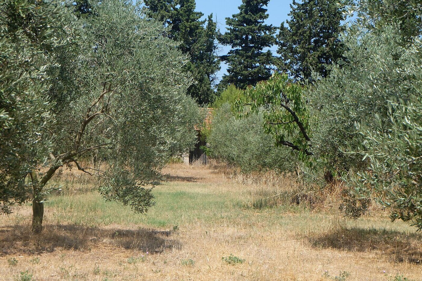Olive groves